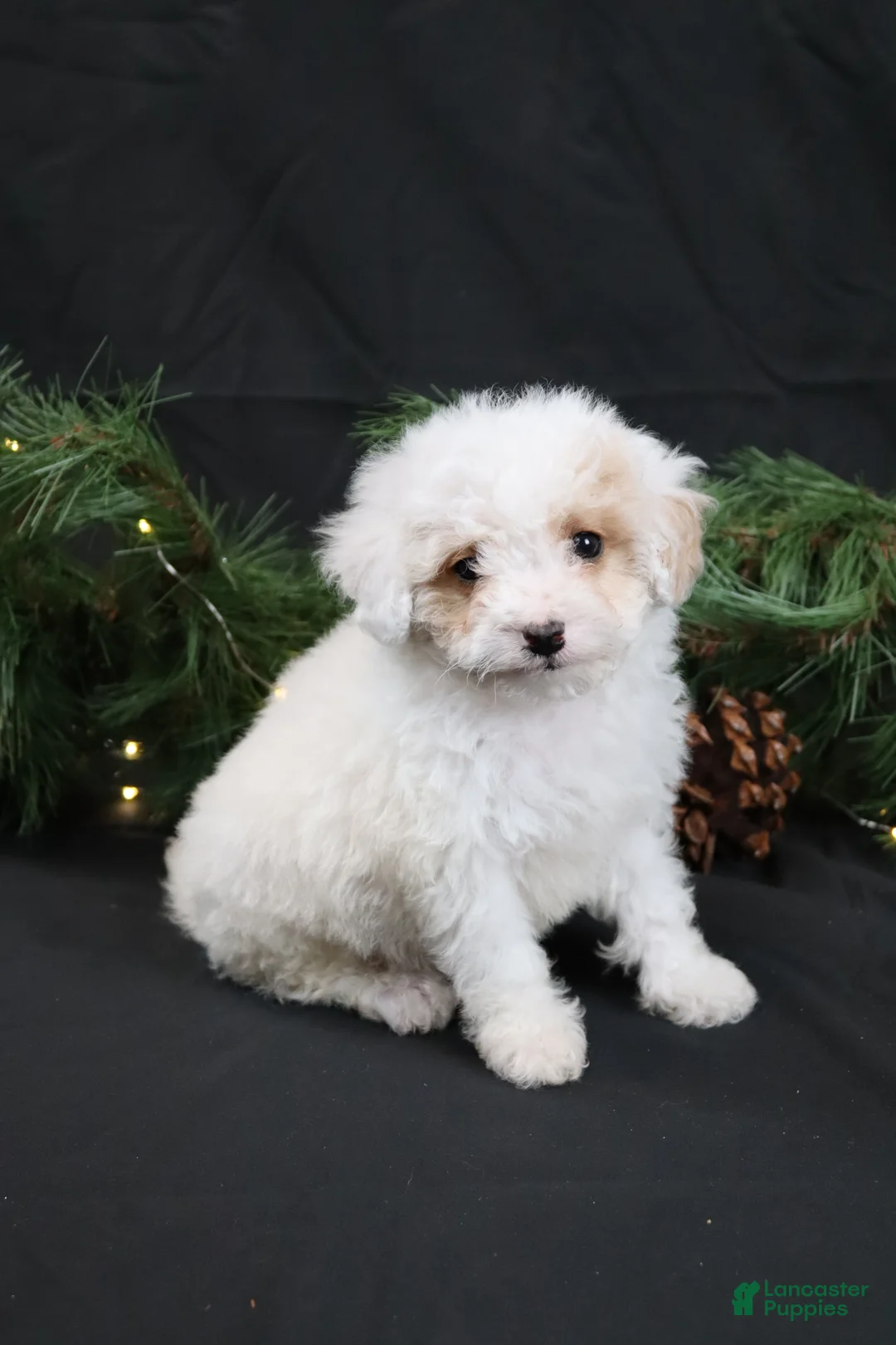 Cavapoo dogs for sale: Joy - Ad 1