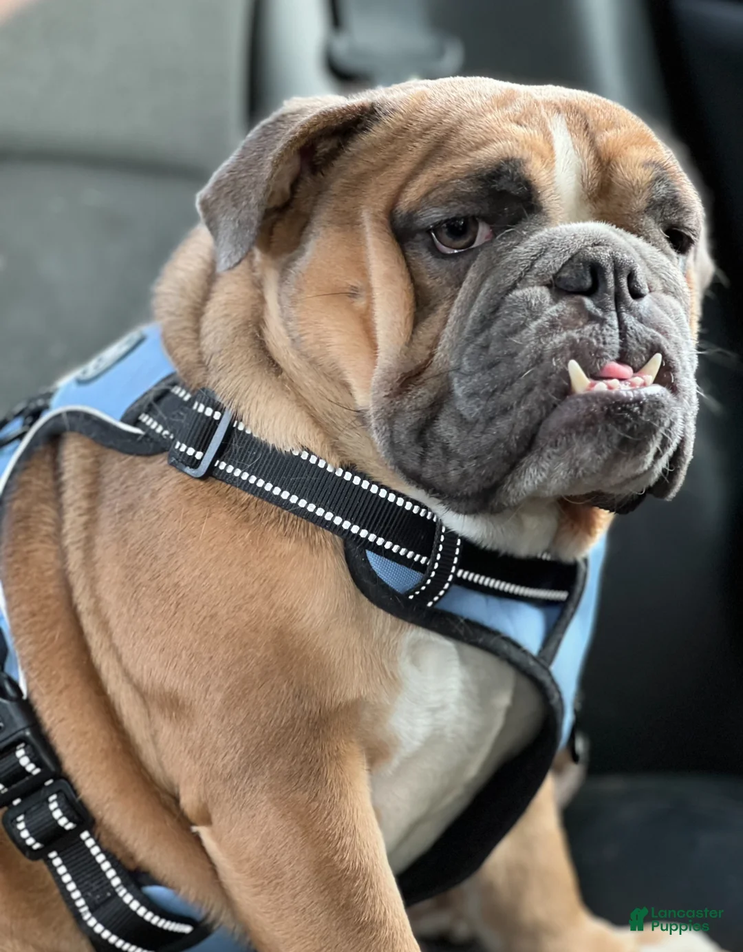 English Bulldog dogs for sale: English Bulldog Puppy 1 - Ad 1