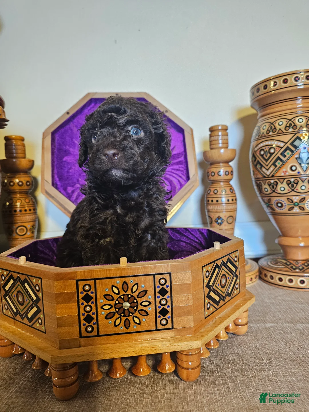 Mini Goldendoodle dogs for sale: Cedar - Ad 3