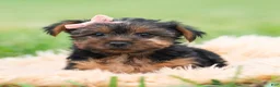 Yorkshire Terrier dogs for sale: Miki - Ad 6