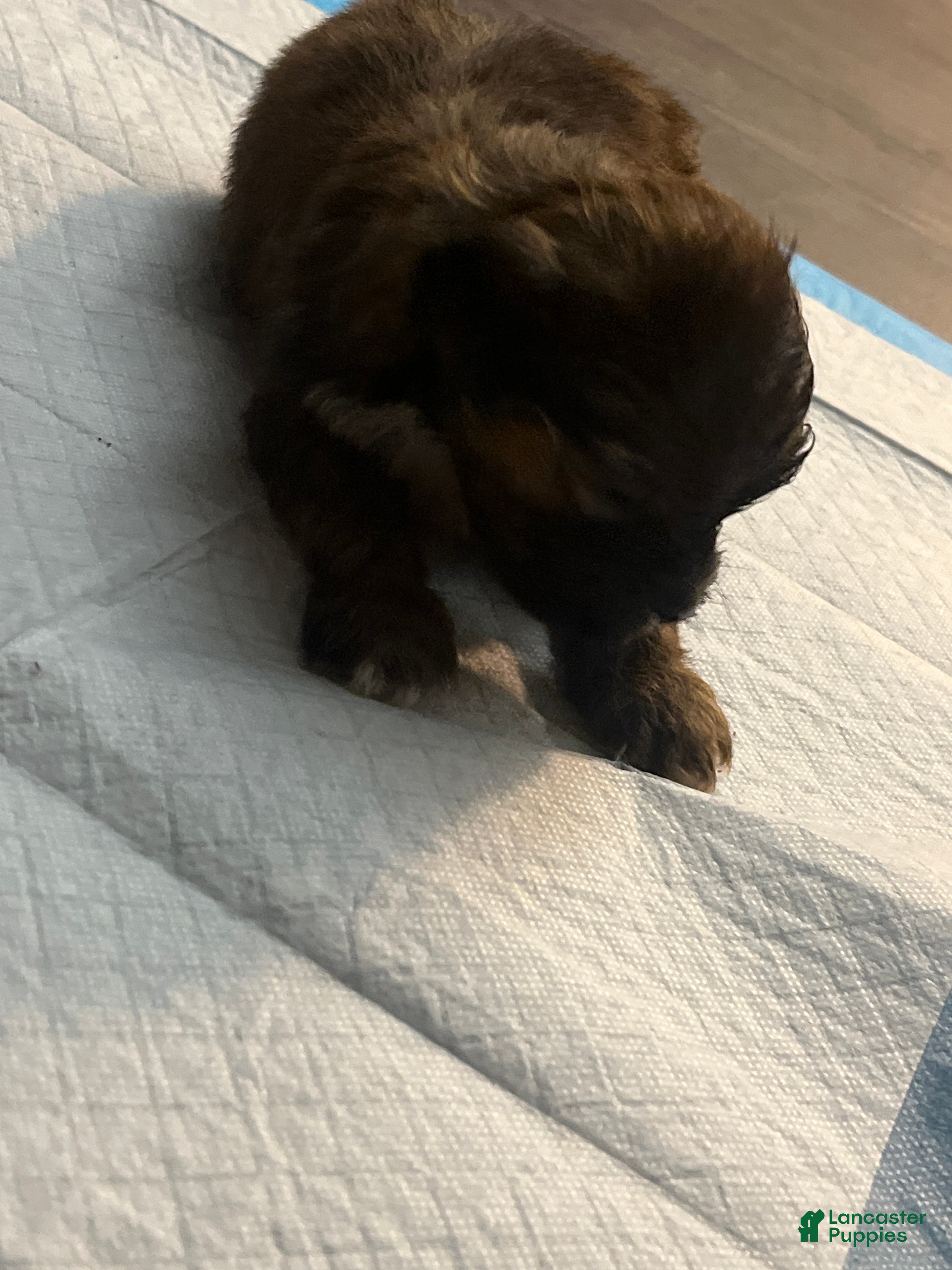 Mixed Breed dogs Mixed Breed 3 - Ad 12