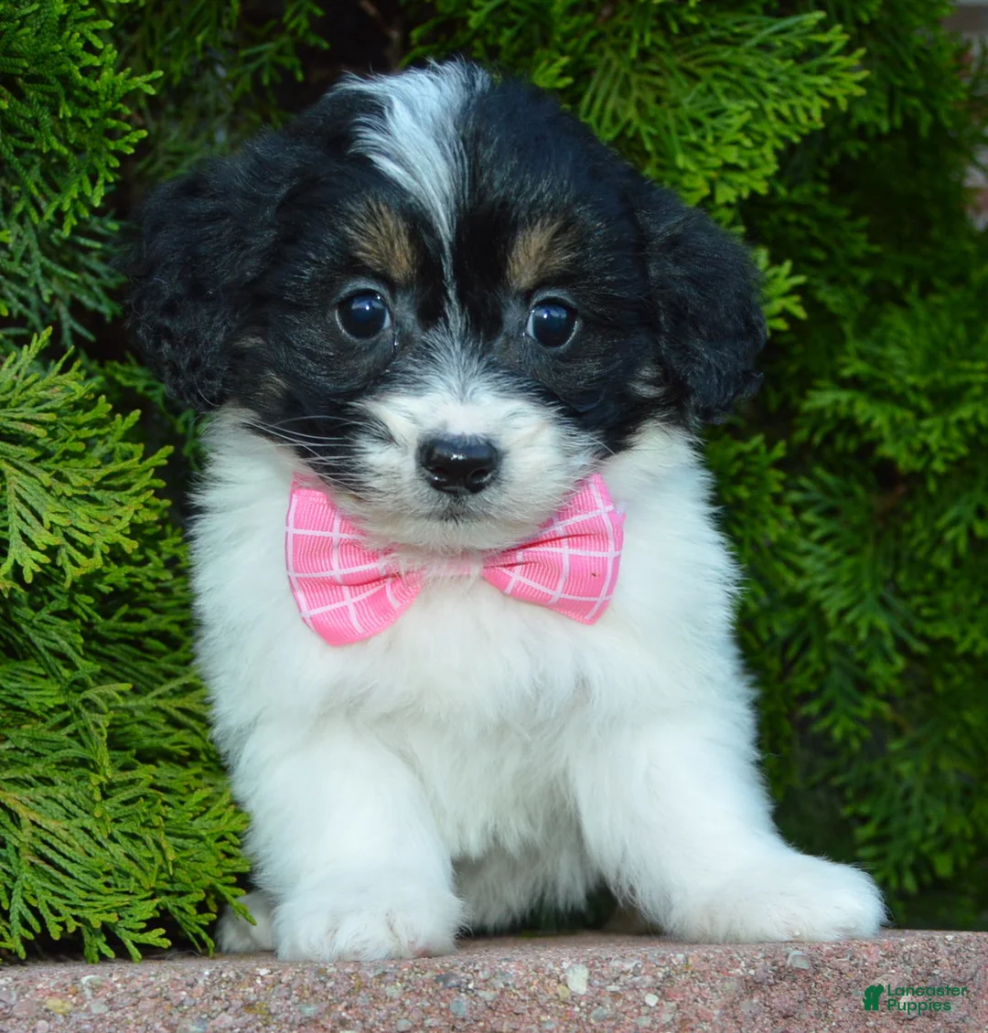 Mini Bernedoodle dogs for sale: Mini Brynn - Ad 2