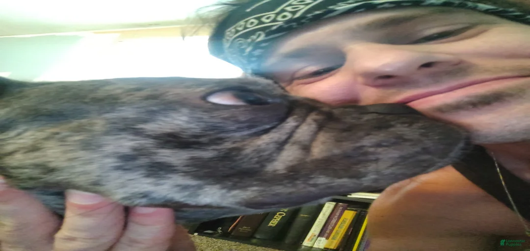 Gallery Image {{count}}