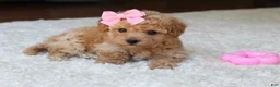 Bichpoo dogs for sale: Lexy - Ad 6