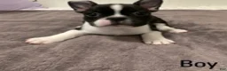 French Bulldog dogs for sale: Black and White Male - Ad 5