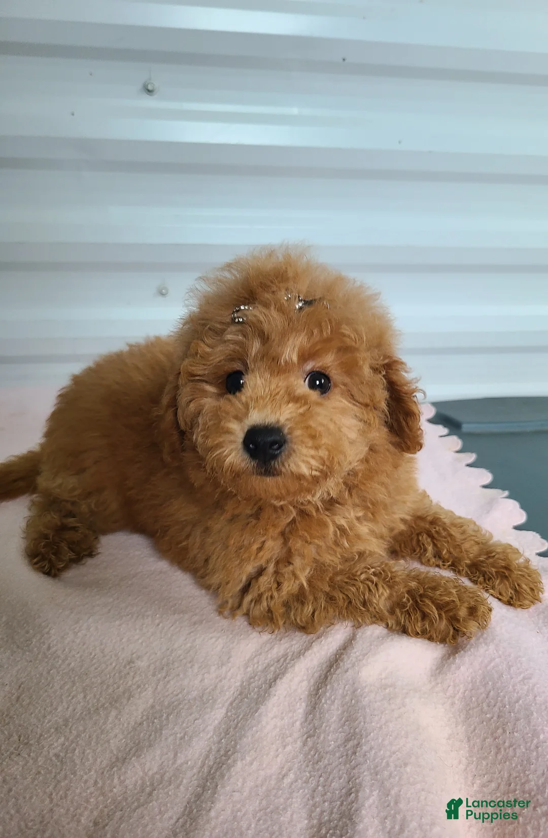 Mini Goldendoodle dogs for sale: Inez - Ad 1