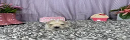 Pomapoo dogs for sale: Pomapoo 2 - Ad 6