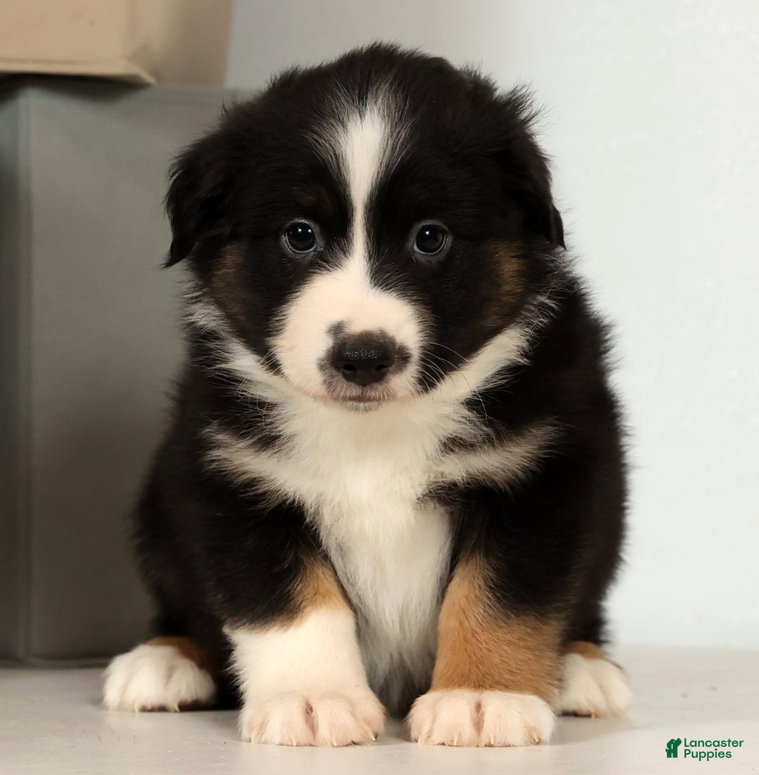 Miniature Australian Shepherd dogs for sale: Duke - Ad 8