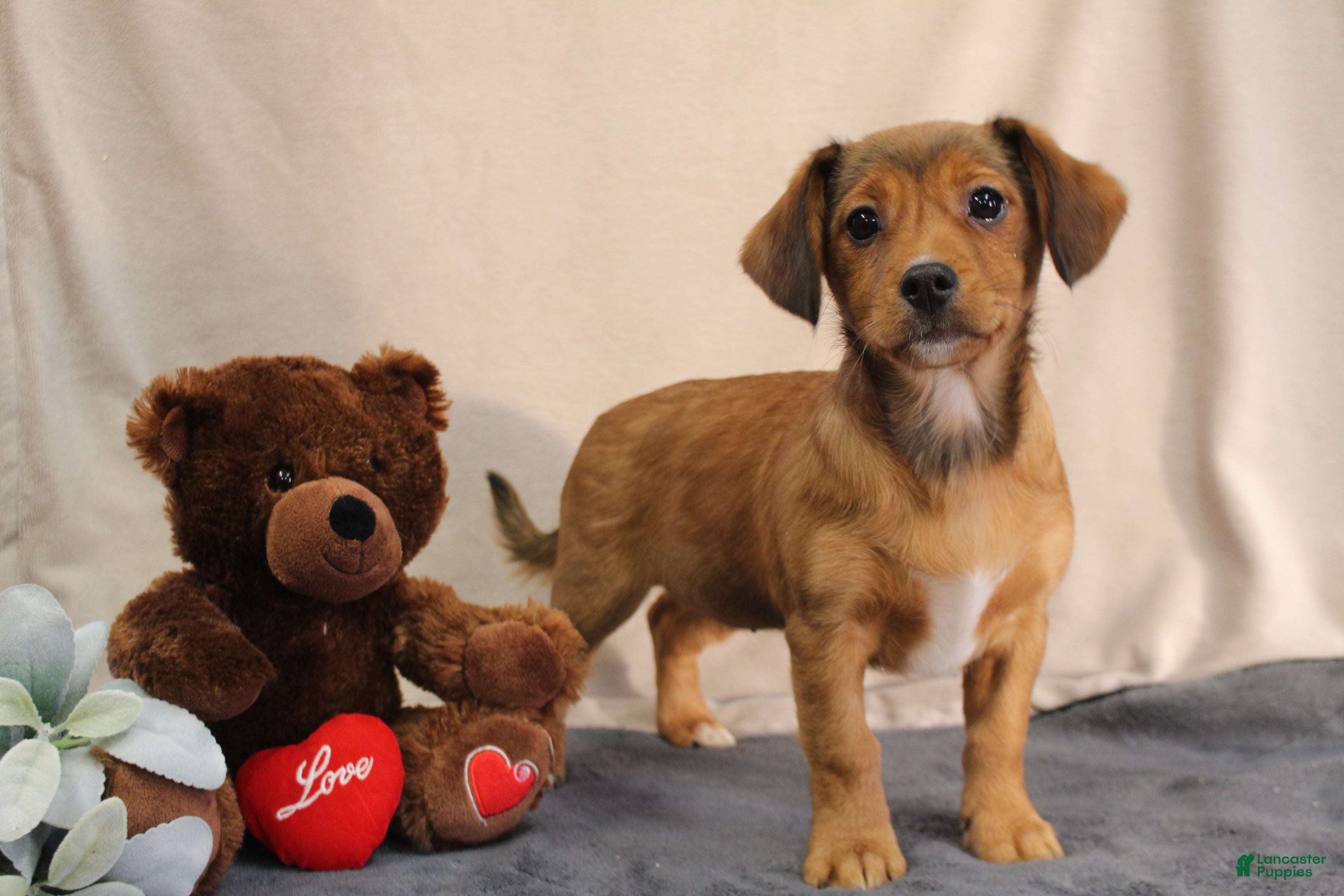 Mixed Breed dogs Lila  - Ad 1