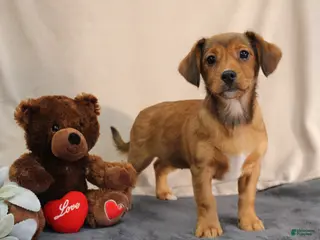 Mixed Breed dogs Lila - Ad 1