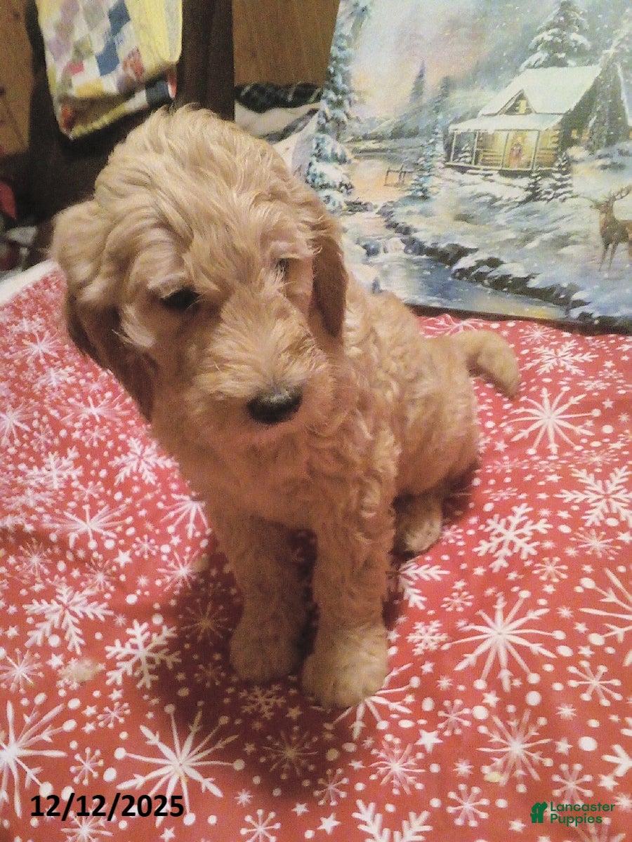 Goldendoodle dogs Duke - Ad 15