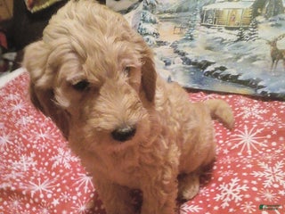 Goldendoodle dogs Duke - Ad 35