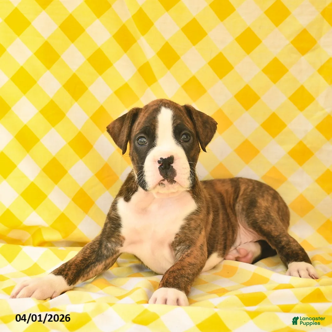 Boxer dogs for sale: Jeremy  - Ad 5