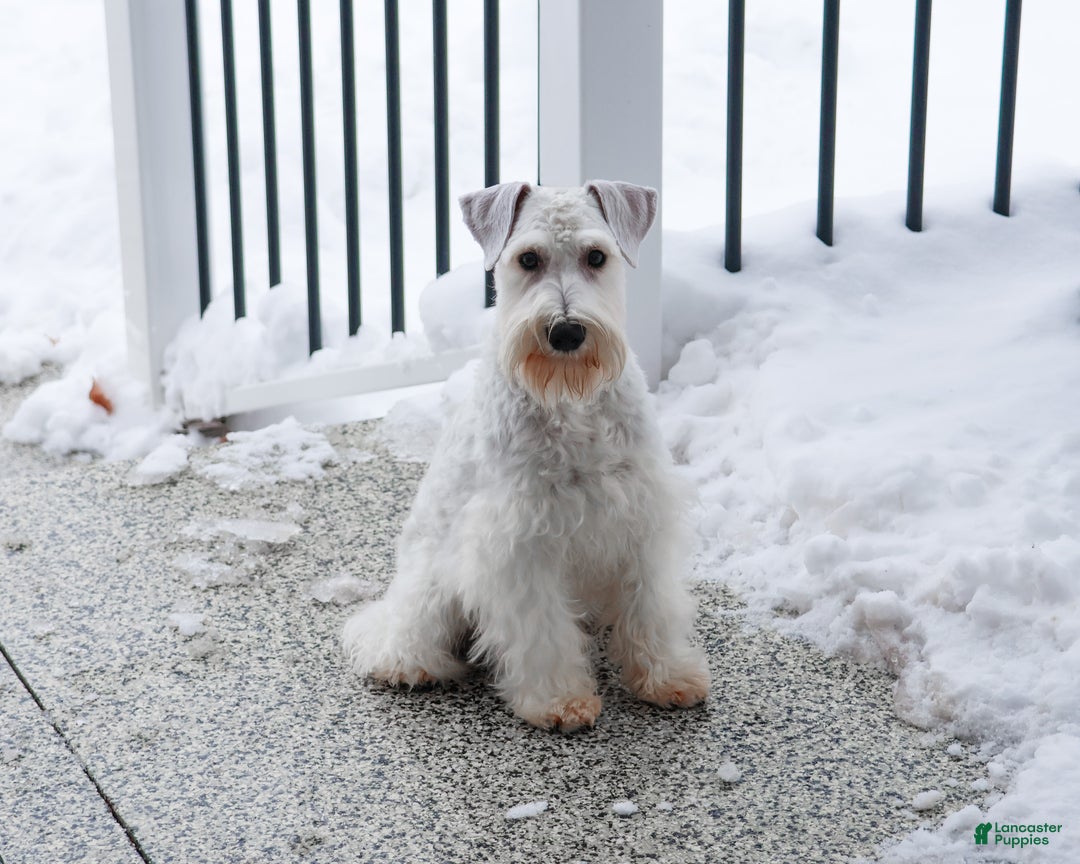 Miniature Schnauzer dogs for sale: Alex - Ad 4