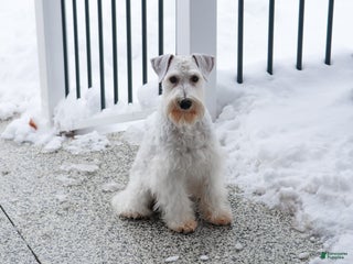 Miniature Schnauzer dogs Alex - Ad 4