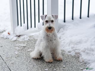 Miniature Schnauzer dogs Alex - Ad 36