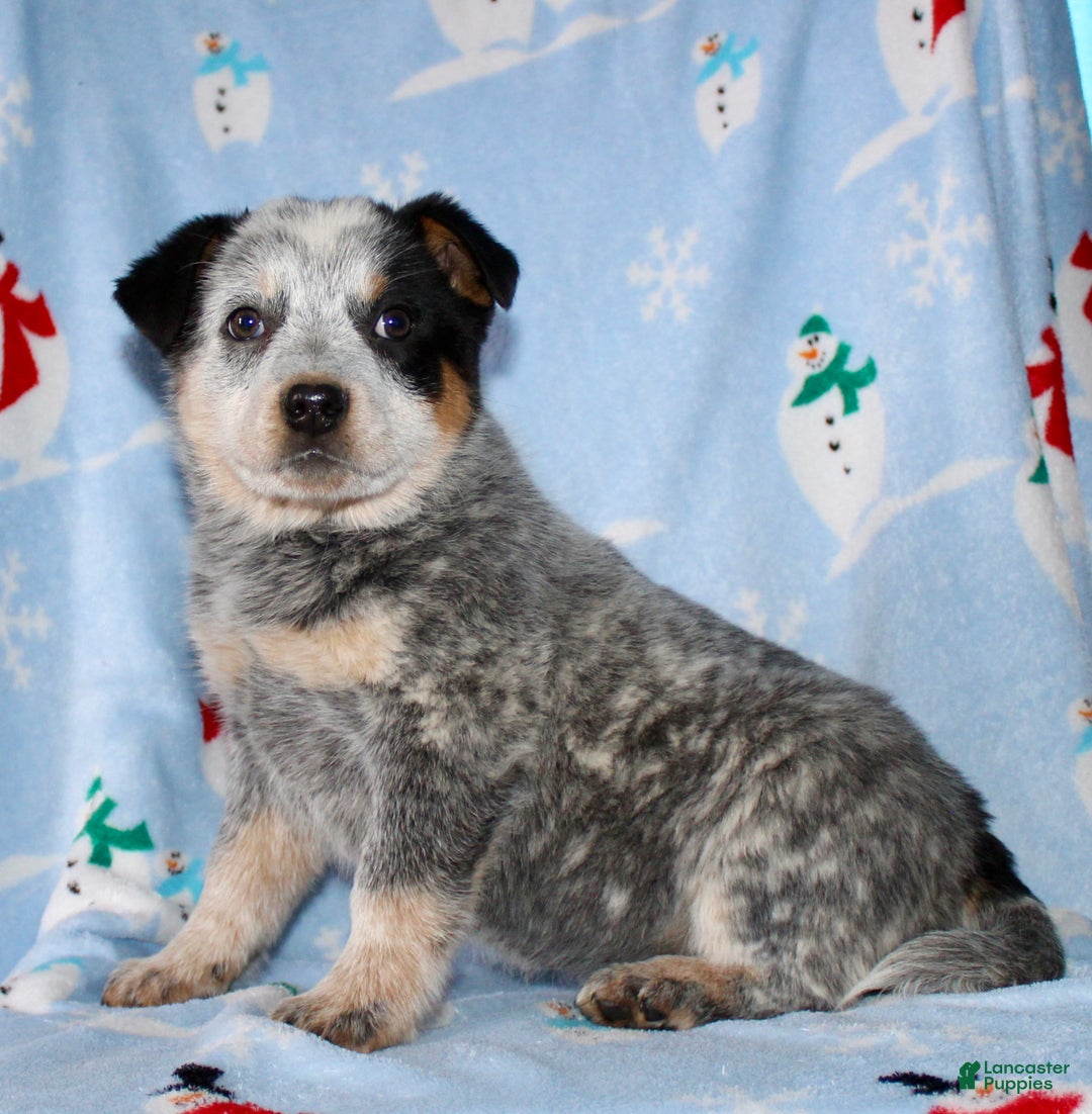 Australian Cattle Dog dogs for sale: Reba - Ad 5