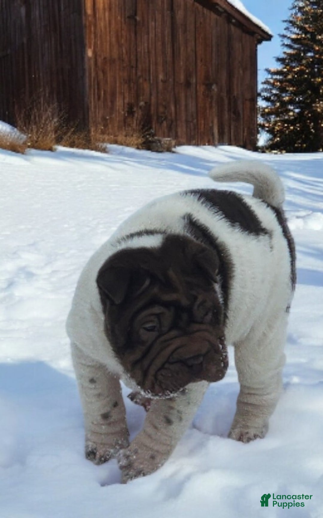 Shar Pei dogs for sale: Chucky chocolate flower mini  - Ad 4