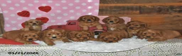 Miniature Golden Retriever dogs for sale: Poochy - Ad 8