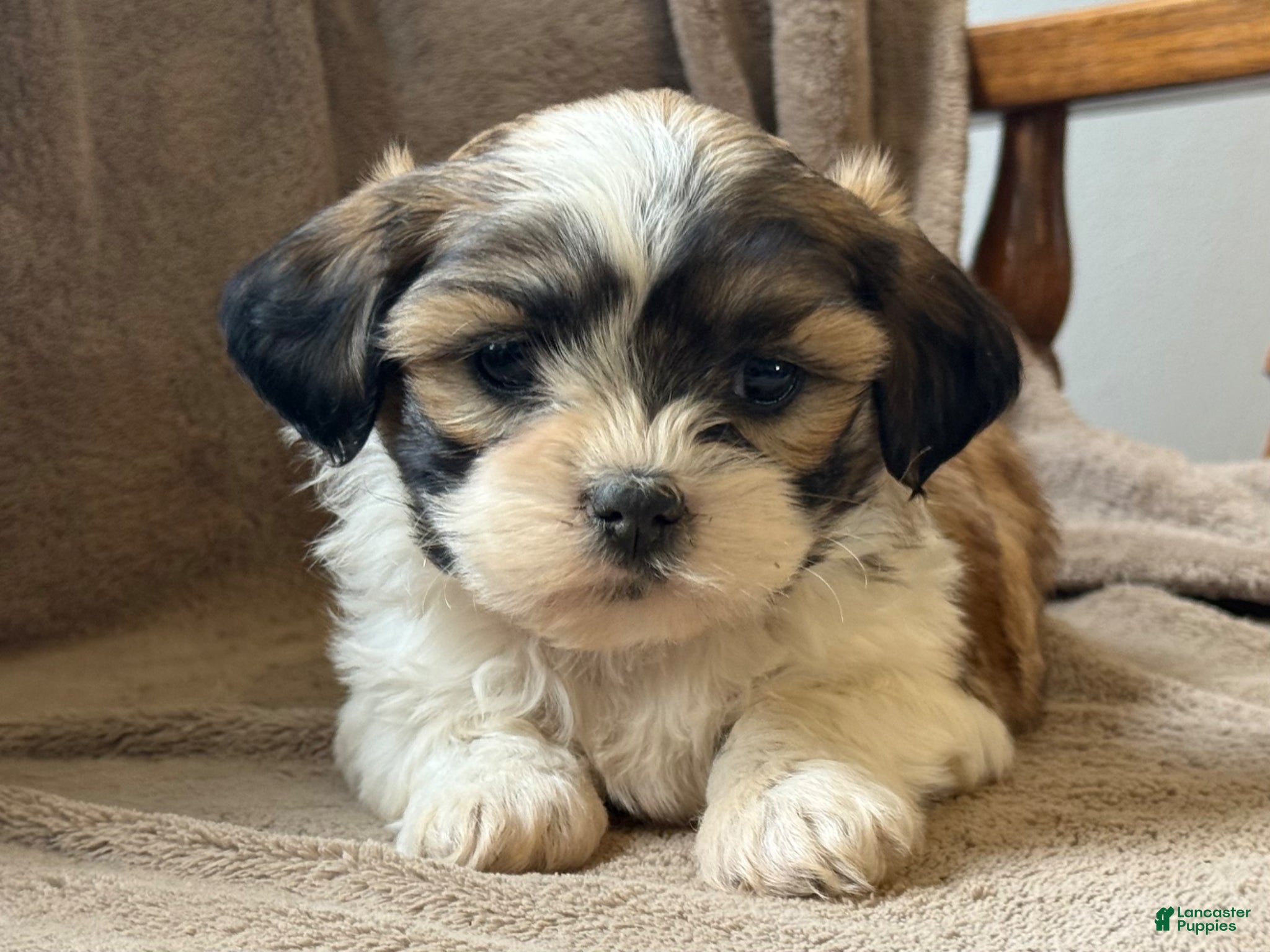 Shih Tzu dogs Callie - Ad 2
