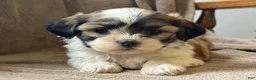 Shih Tzu dogs for sale: Callie - Ad 2