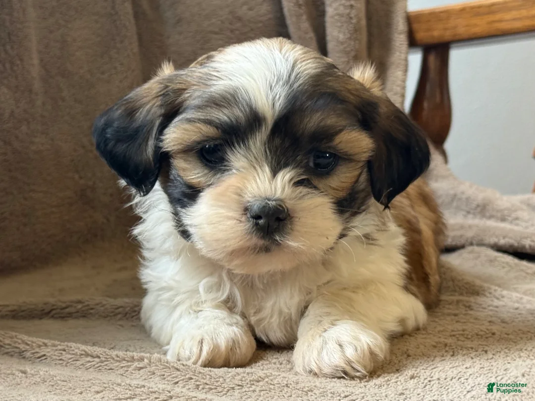 Shih Tzu dogs for sale: Callie - Ad 2