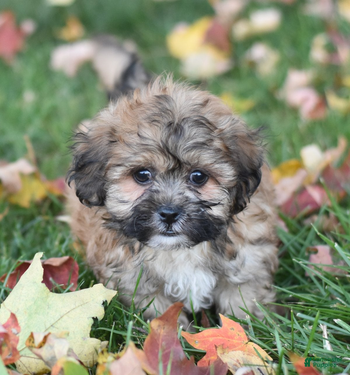 Teddy Bear dogs Asher - Ad 2
