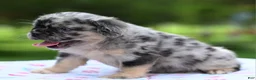 Mixed Breed dogs for sale: Ruby blue eyes merle - Ad 22