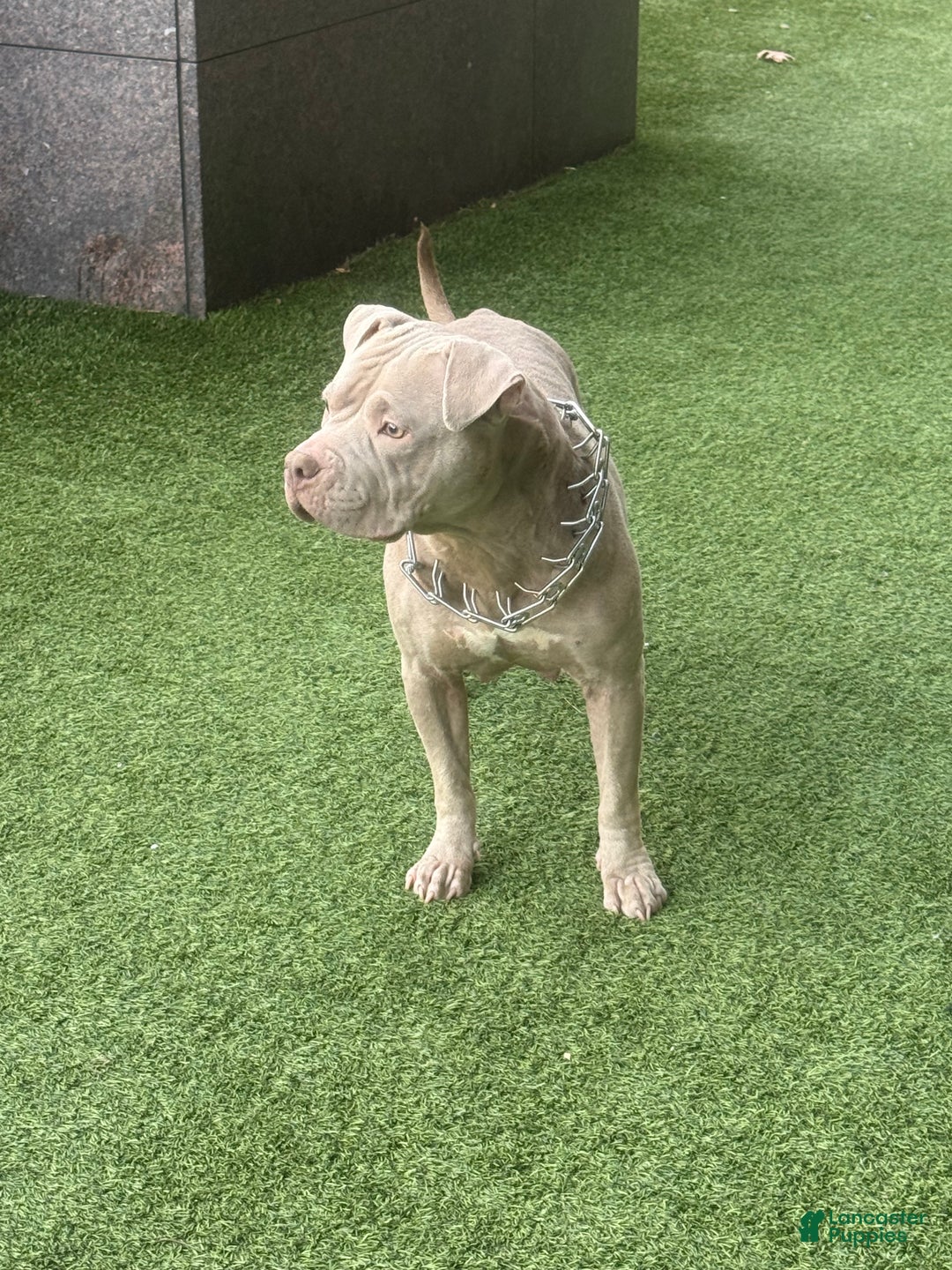 American Bully dogs for sale: American Bully Puppy 1 - Ad 2
