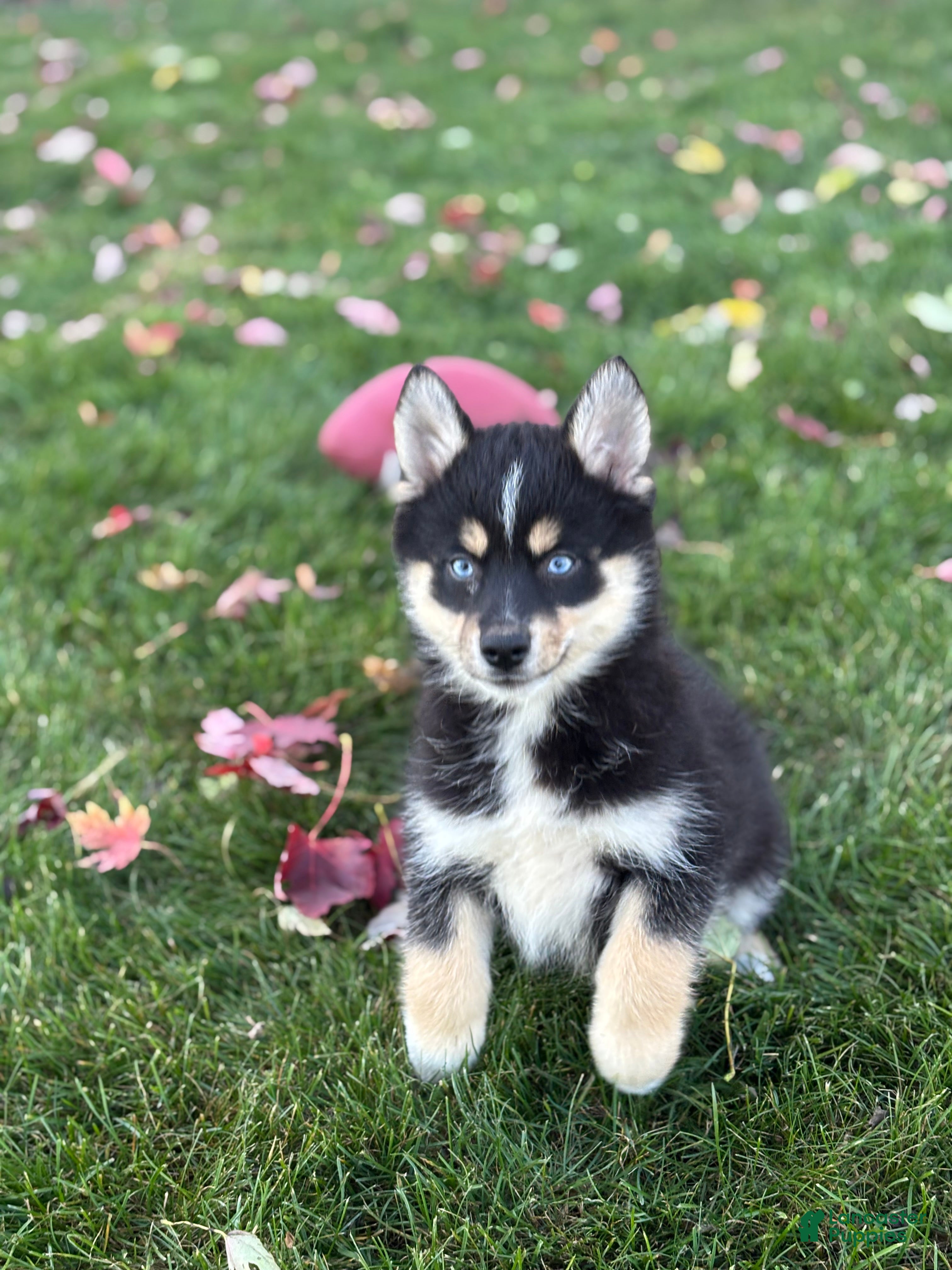 Pomsky dogs for sale: Sophia - Ad 1