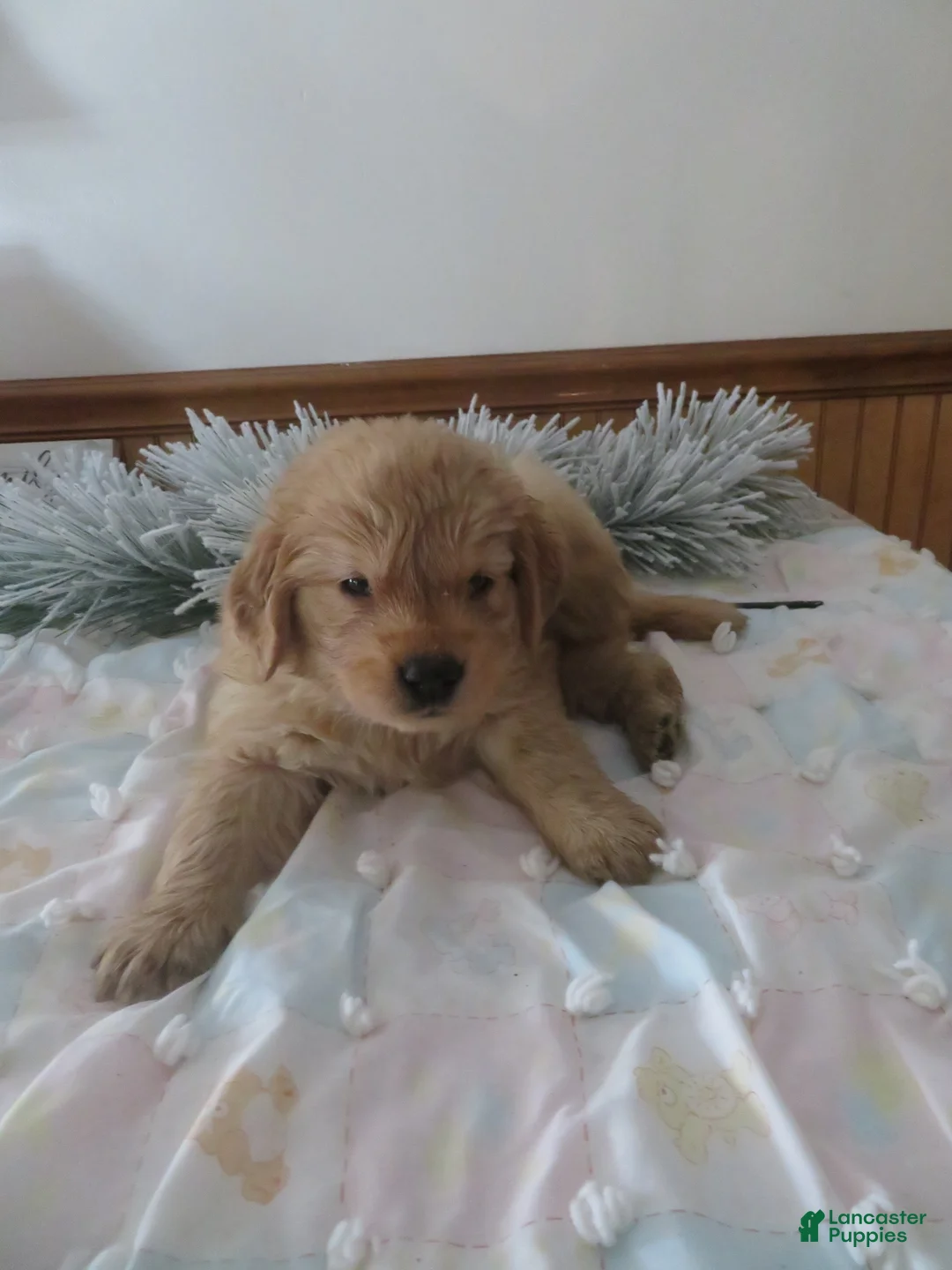 Golden Retriever dogs for sale: TRACKER -CHAMPION LINE - Ad 1