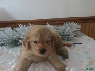 Golden Retriever dogs TRACKER -CHAMPION LINE - Ad 21