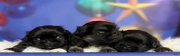 Pekingese dogs for sale: ACA Dobby BLACK and tan - Ad 9