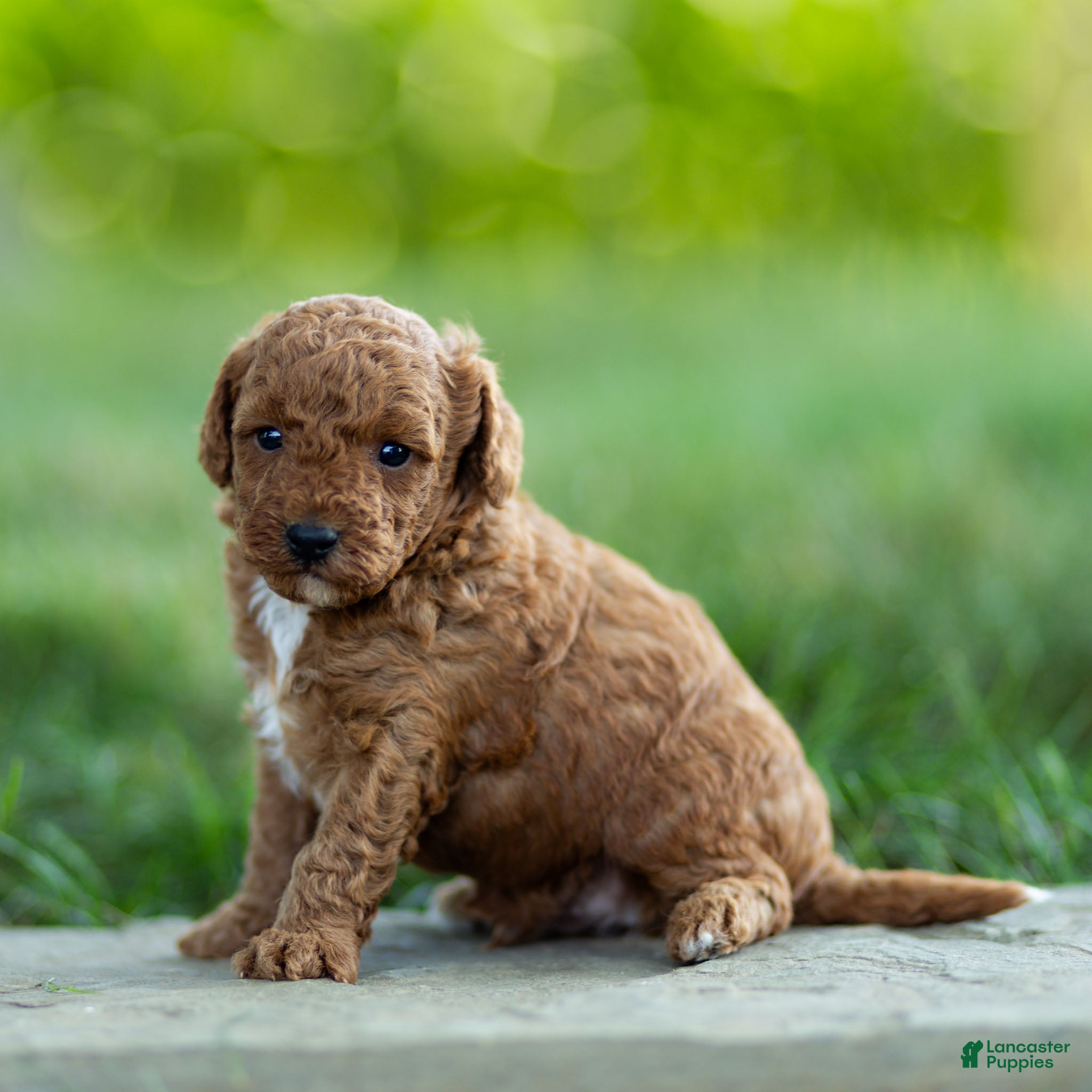 Labradoodle dogs Hugo Labradoodle  - Ad 2