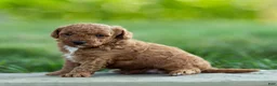 Labradoodle dogs for sale: Hugo Labradoodle  - Ad 2