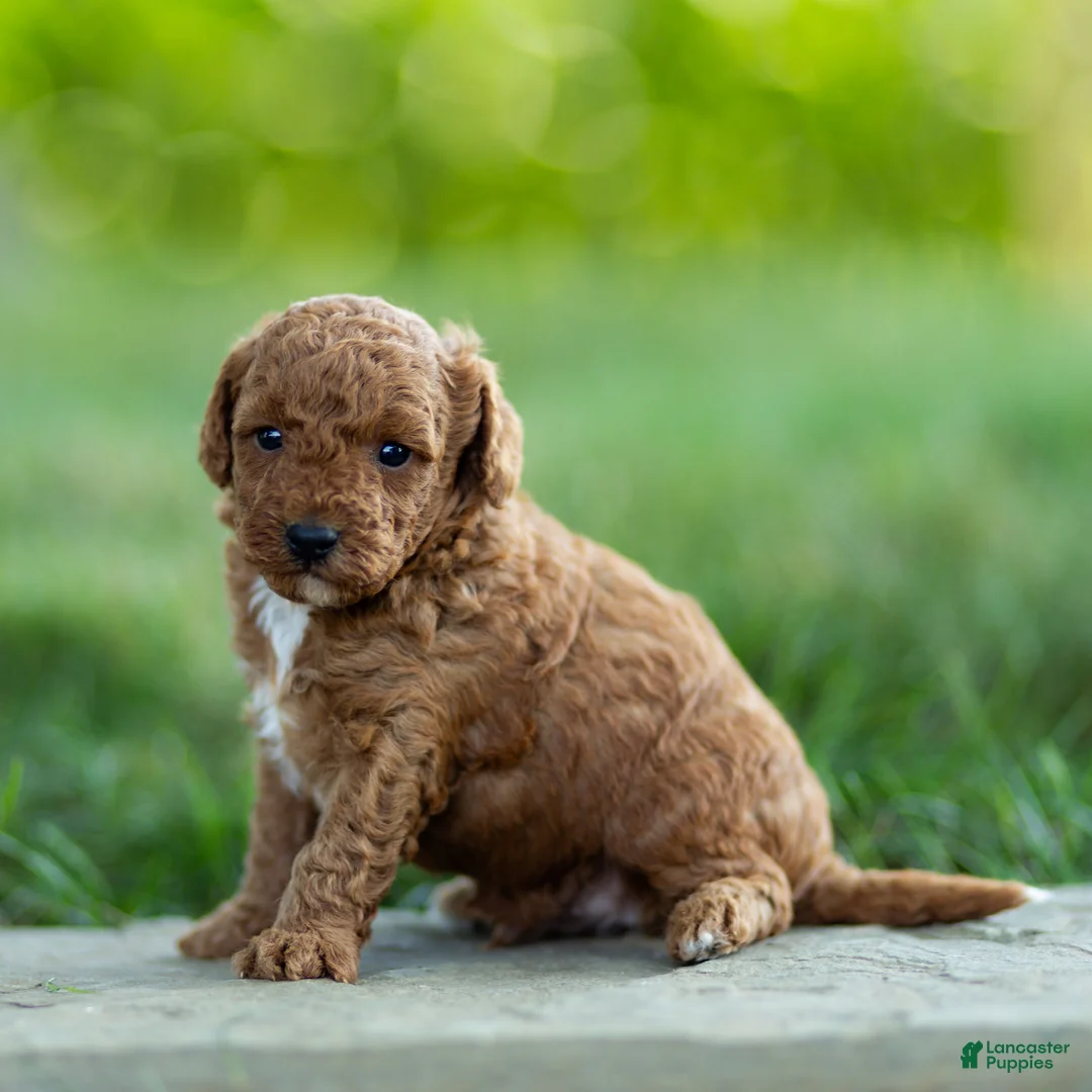 Labradoodle dogs for sale: Hugo Labradoodle  - Ad 2