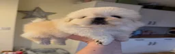 Pekingese dogs for sale: Ricky  - Ad 7
