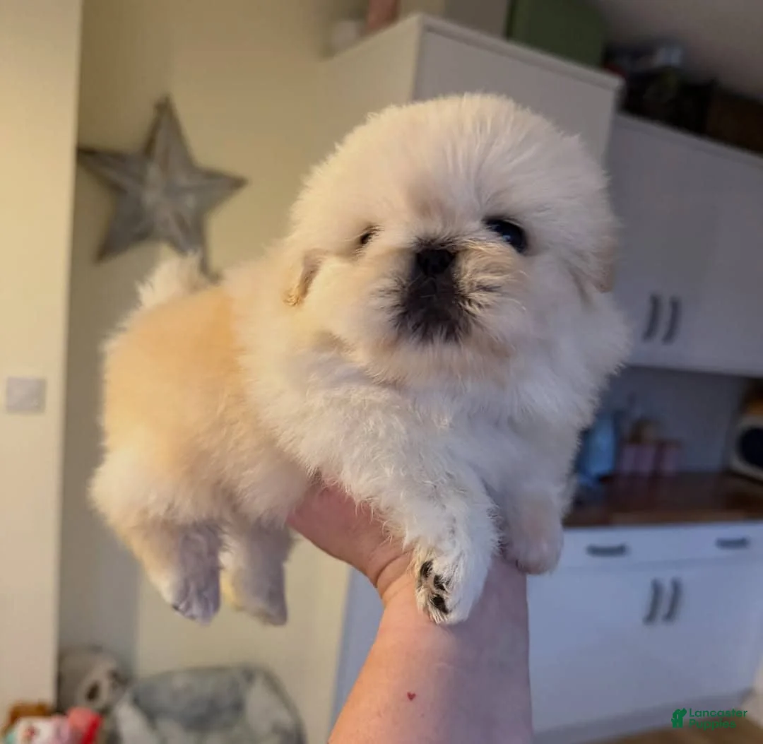 Pekingese dogs for sale: Ricky  - Ad 7