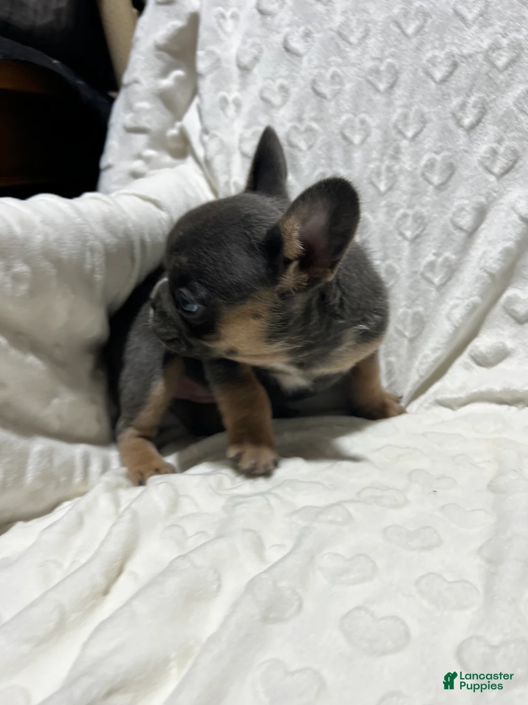 French Bulldog dogs for sale: French Bulldog Puppy 6 - Ad 2