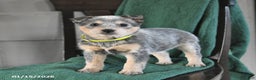 Australian Cattle Dog dogs for sale: Marigold - Ad 2