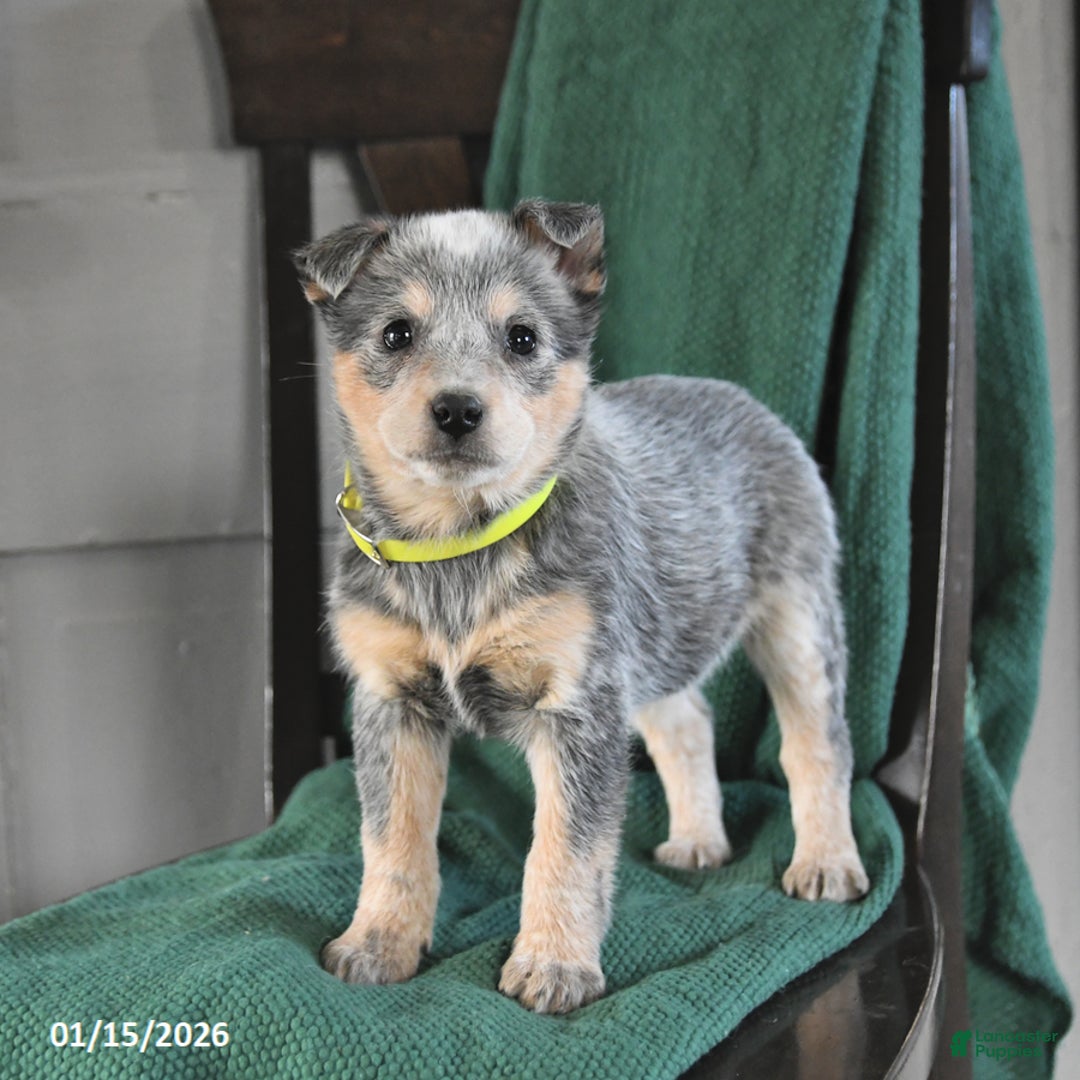 Australian Cattle Dog dogs for sale: Marigold - Ad 2