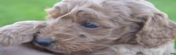 Mini Goldendoodle dogs for sale: Mimi - Ad 2