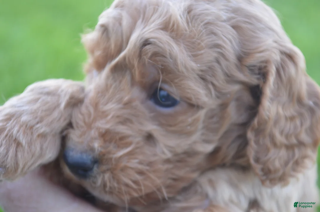 Mini Goldendoodle dogs for sale: Mimi - Ad 2