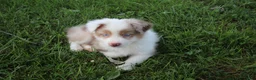 Australian Shepherd dogs for sale: Seth - Ad 4