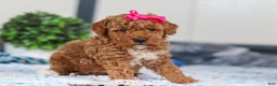 Mini Goldendoodle dogs for sale: Nala - Ad 4