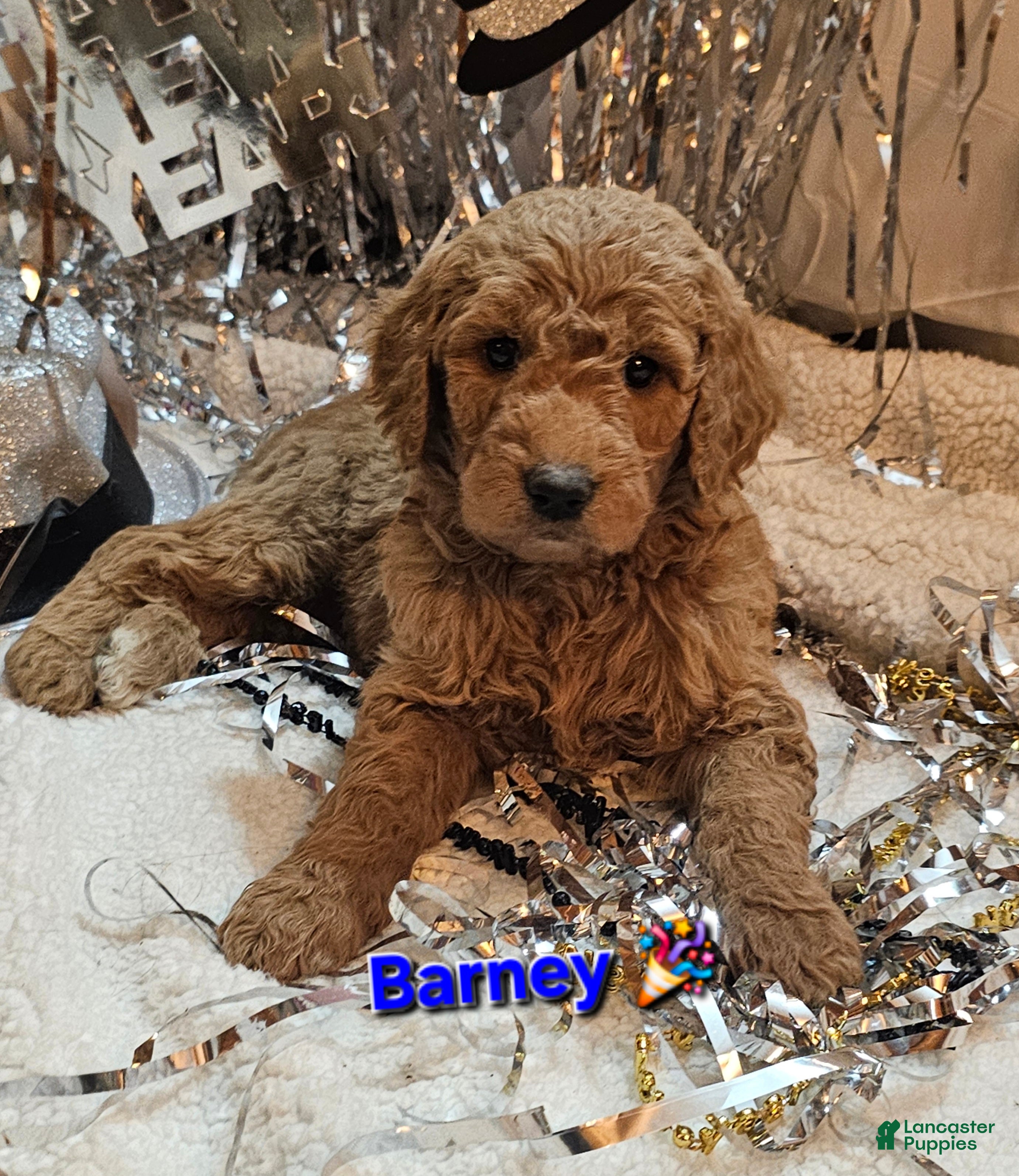 Goldendoodle dogs Barney - Ad 8