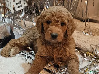 Goldendoodle dogs Barney - Ad 6