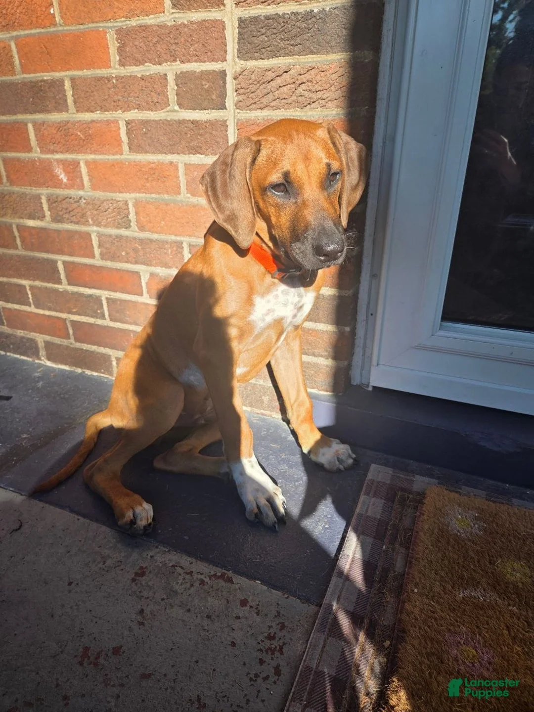 Rhodesian Ridgeback dogs for sale: Clyde - Ad 1