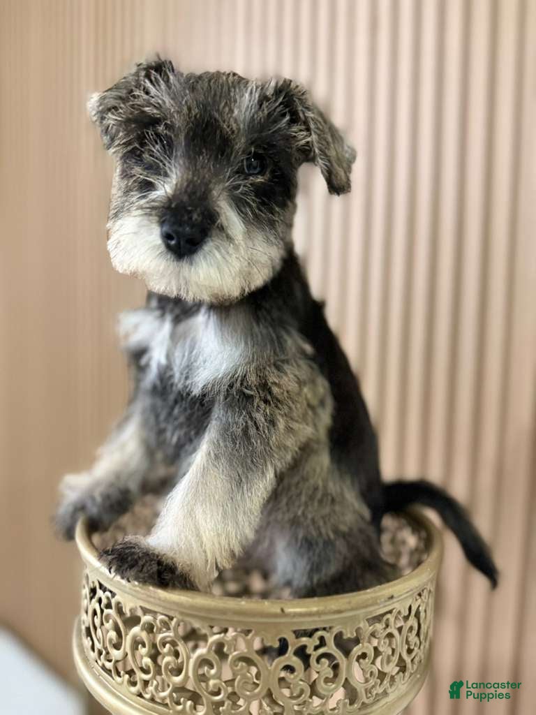 Miniature Schnauzer dogs Miniature Schnauzer Puppy 2 - Ad 1