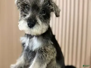 Miniature Schnauzer dogs for sale: Miniature Schnauzer Puppy 2 - Ad 1